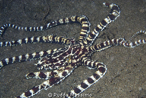 Mimic octopus,nikon d 200,Dumaguete by Puddu Massimo 